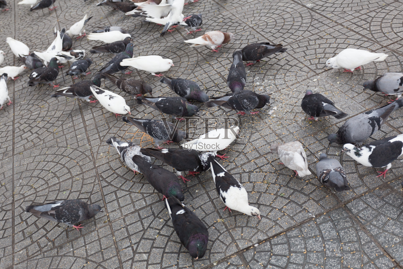 城市的鸽子照片摄影图片