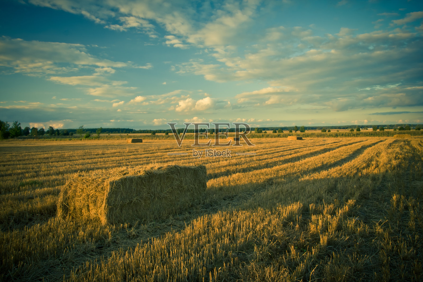 留茬地的老照片照片摄影图片