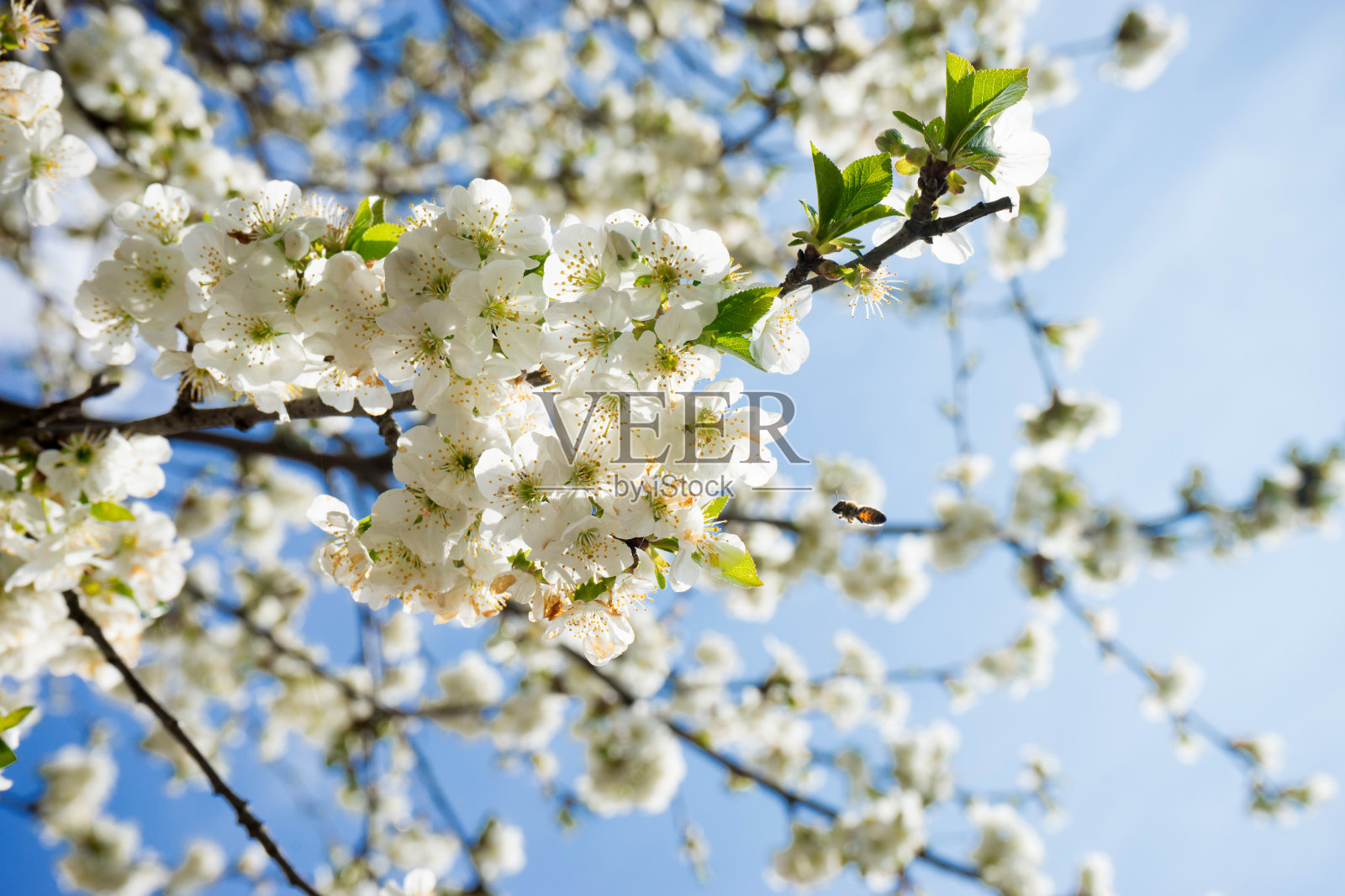 ? herry绽放照片摄影图片