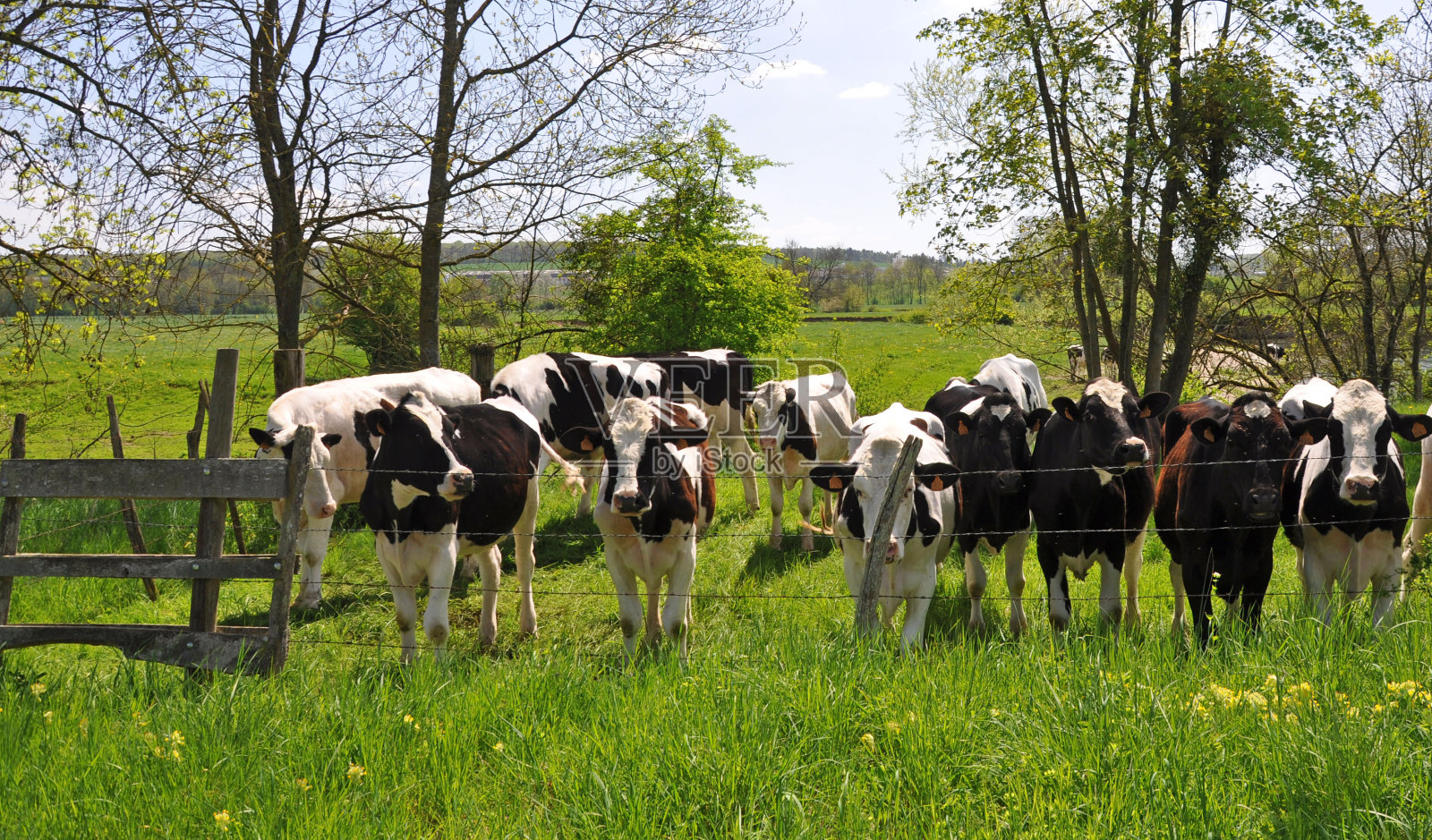 夏日牧场上的牛群照片摄影图片