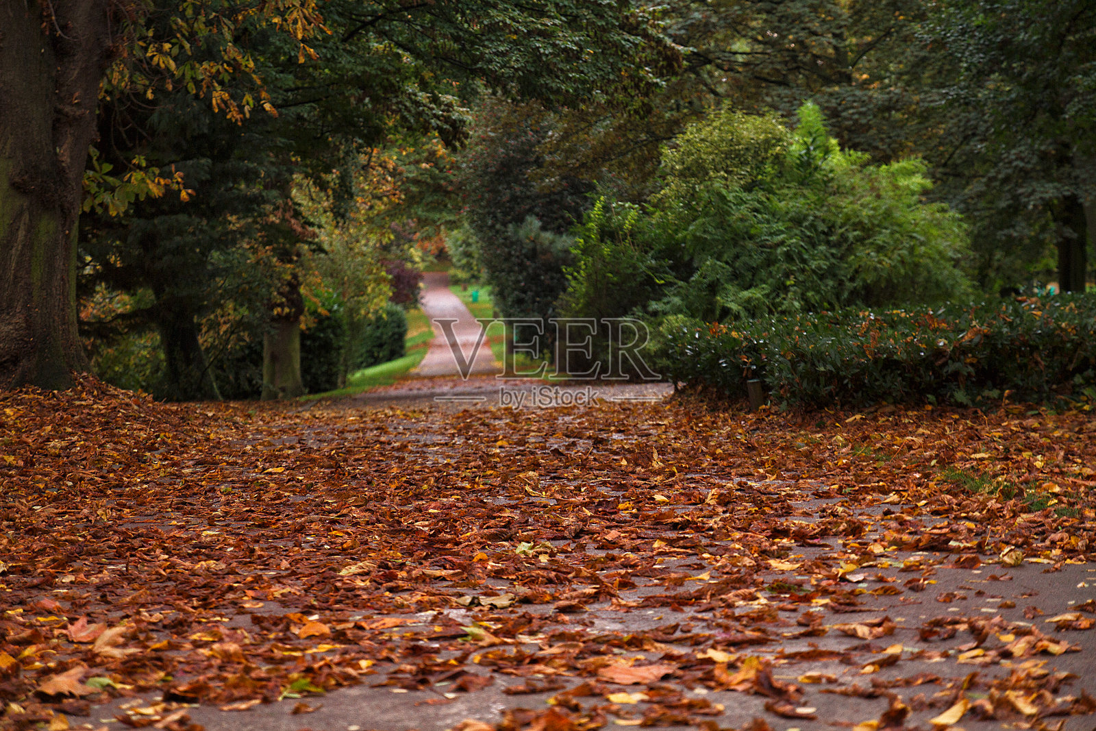 小径在秋天照片摄影图片