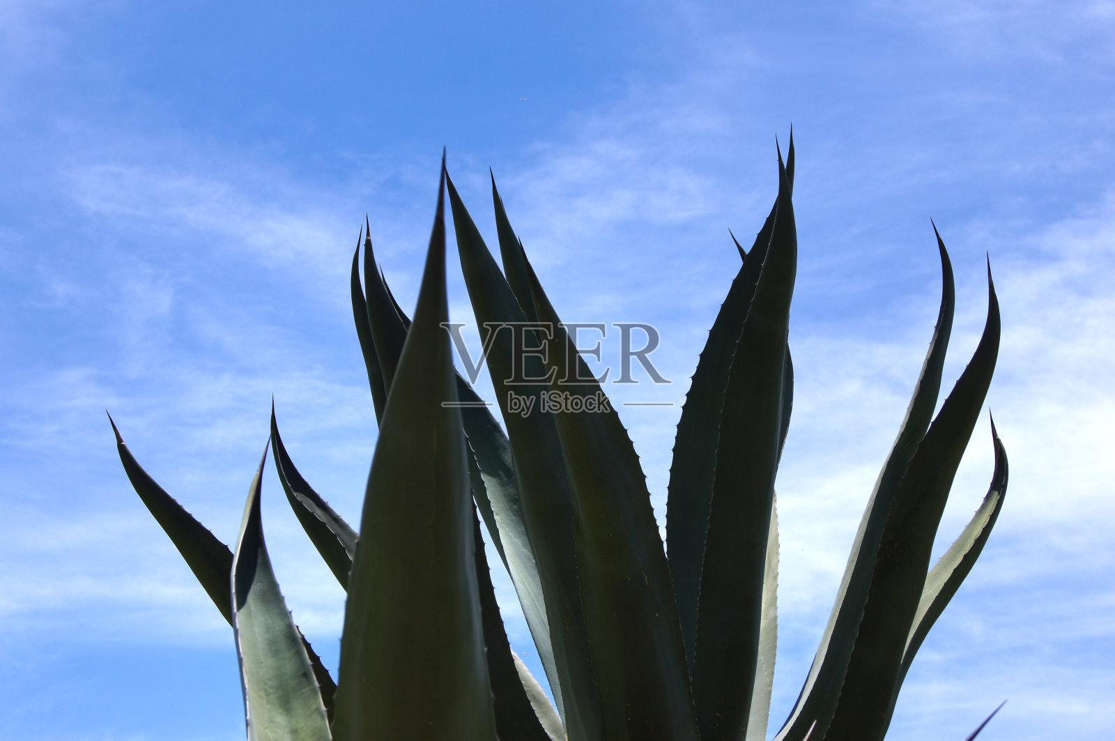 马吉剪影照片摄影图片