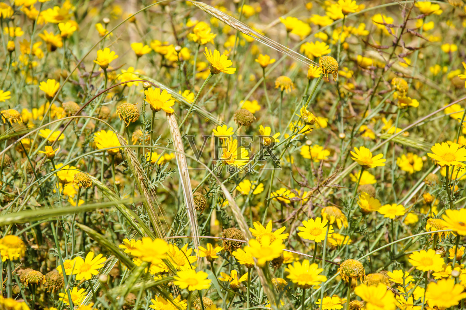自然背景黄色花和穗状花序照片摄影图片