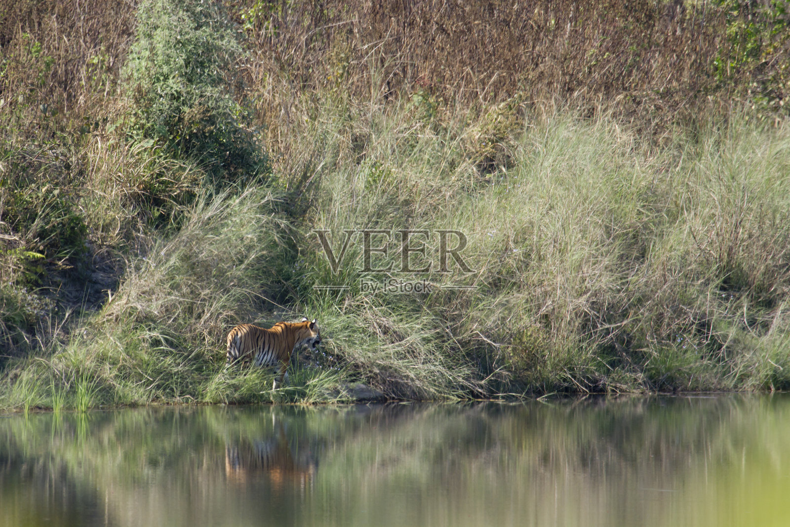 野生孟加拉虎在巴尔迪亚,尼泊尔照片摄影图片