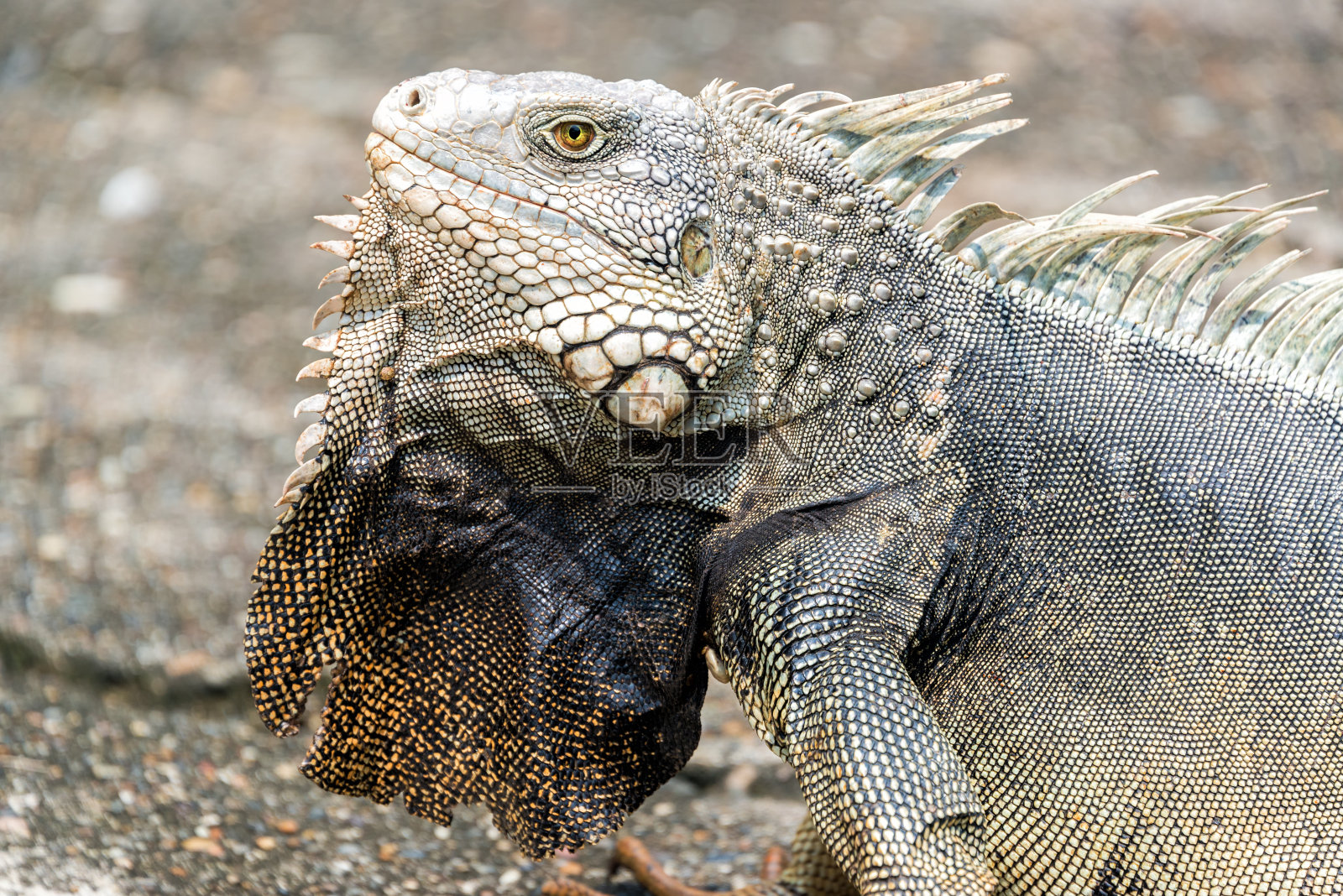 大型鬣蜥特写镜头照片摄影图片
