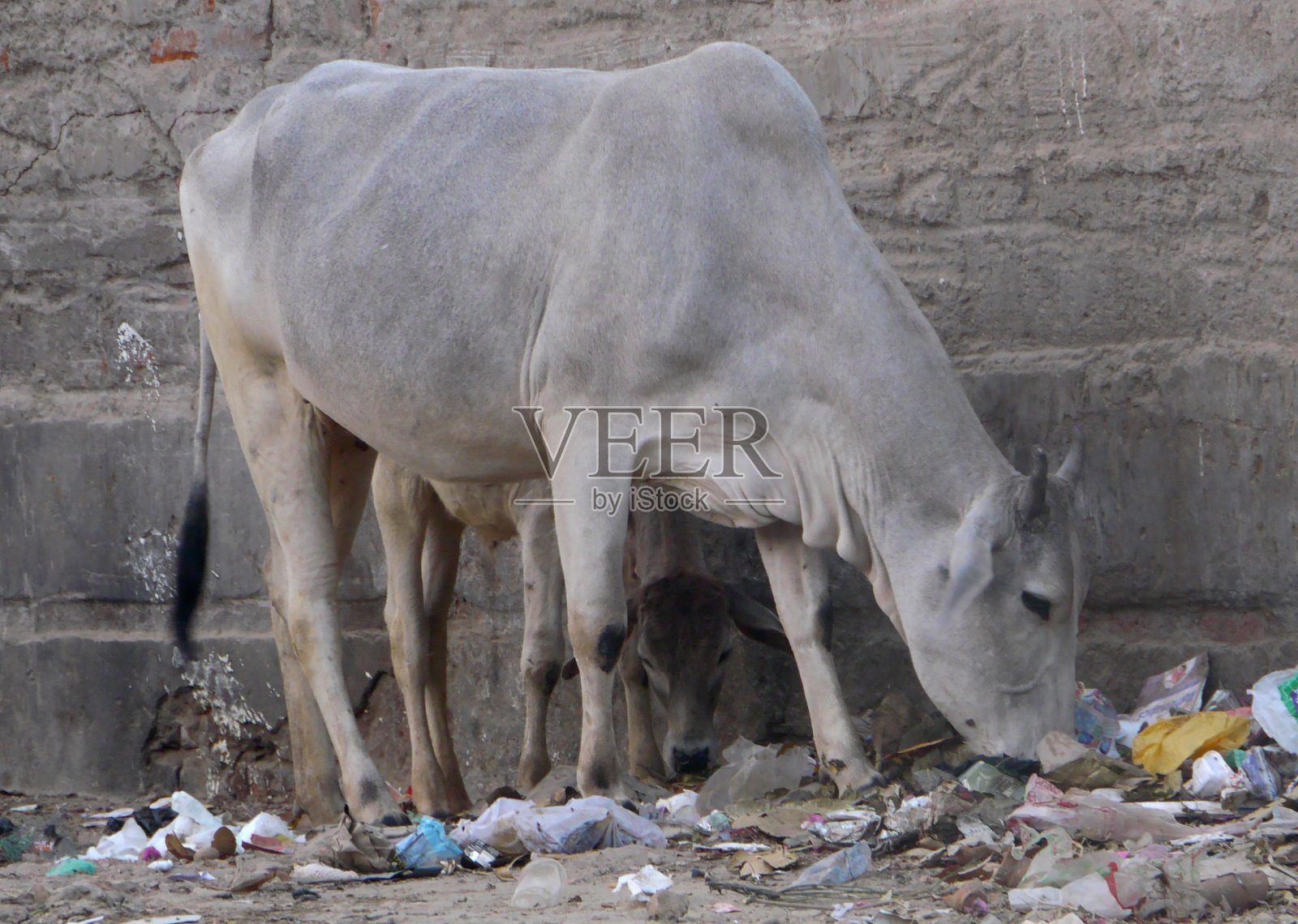 印度街头的牛照片摄影图片