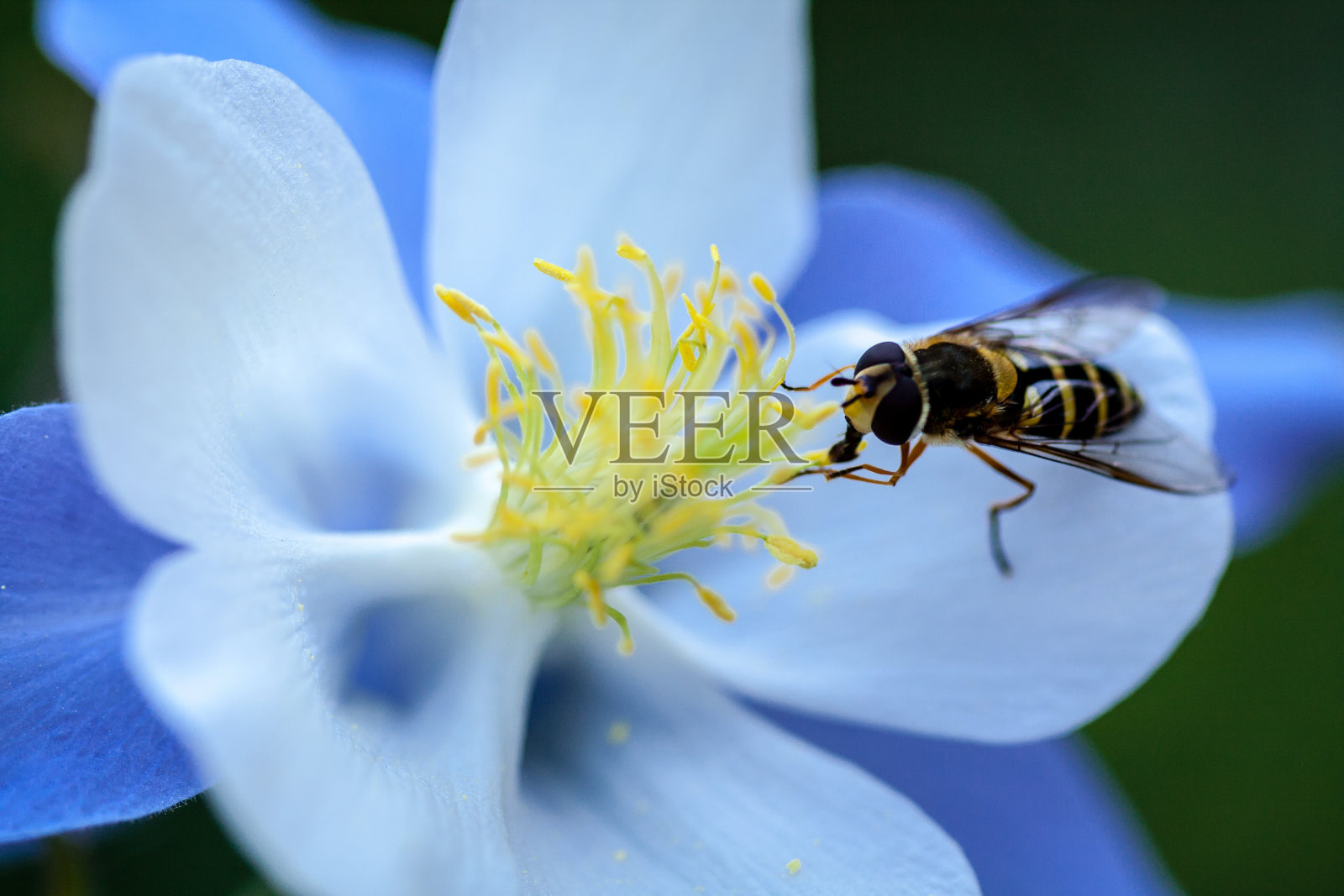 耧斗菜照片摄影图片