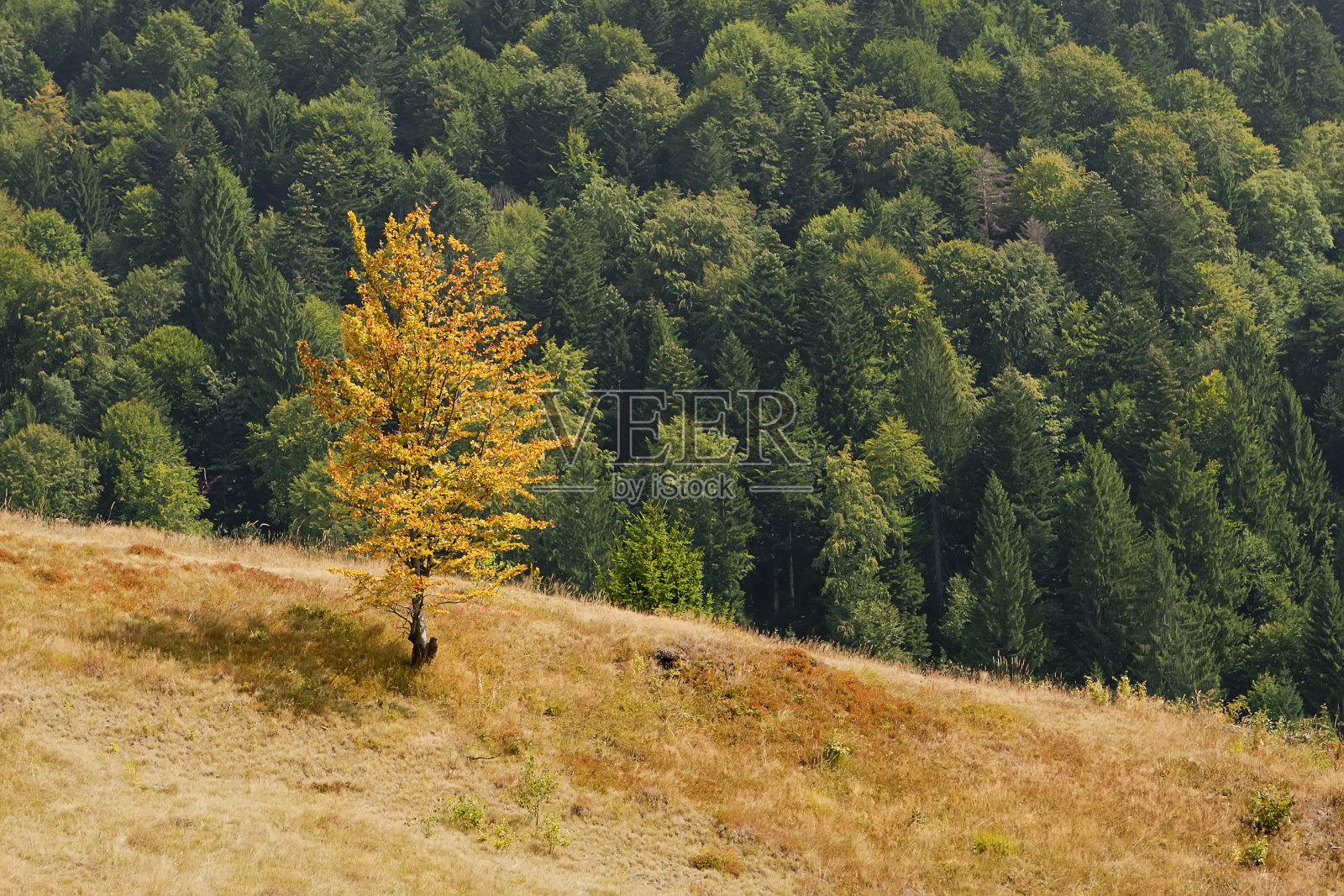 山上有一棵黄色的树照片摄影图片