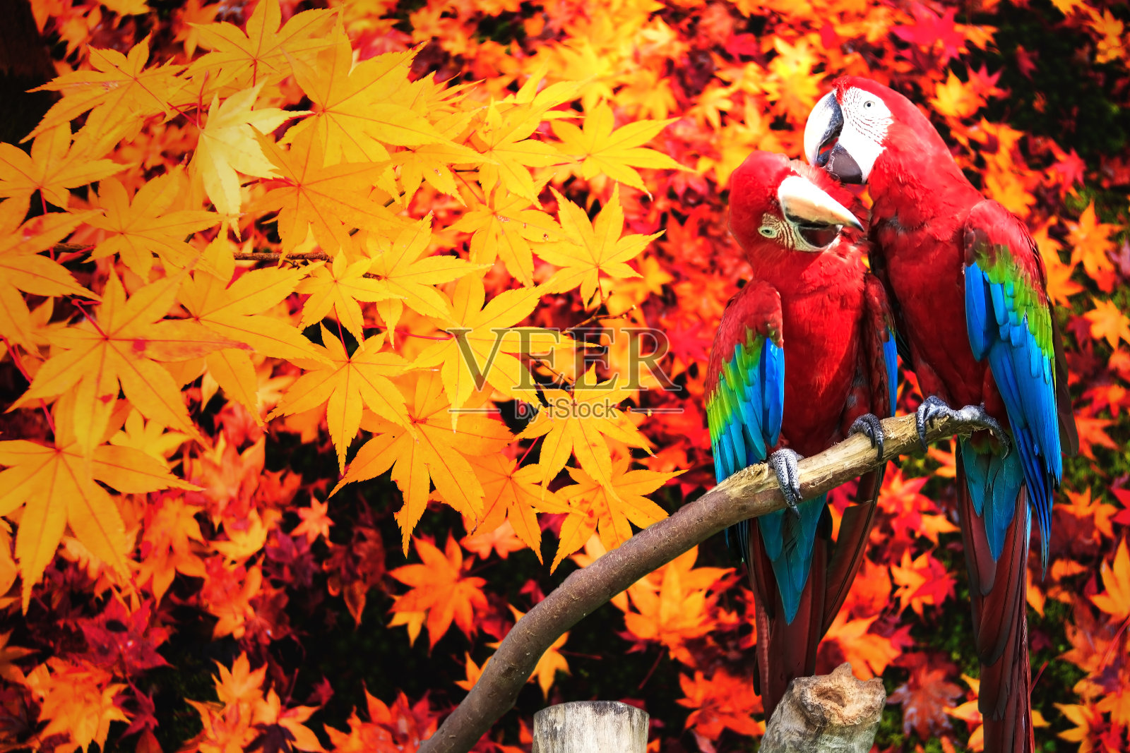 蓝色和金色金刚鹦鹉的画像照片摄影图片