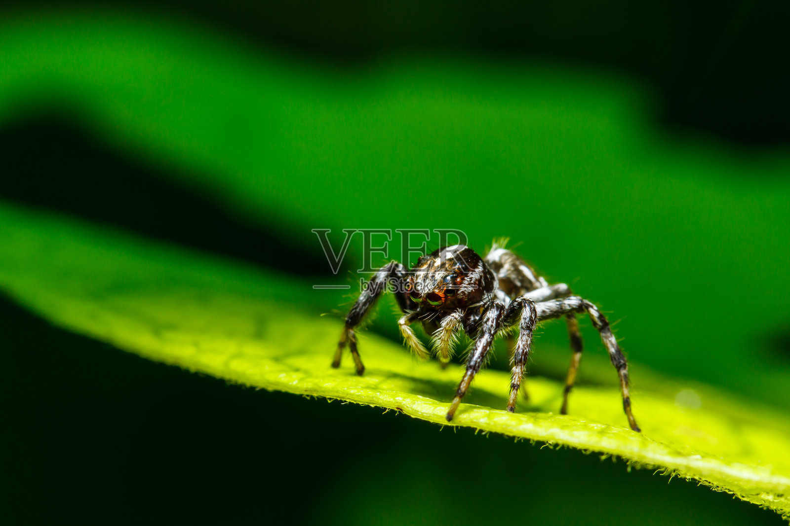 绿叶蜘蛛照片摄影图片