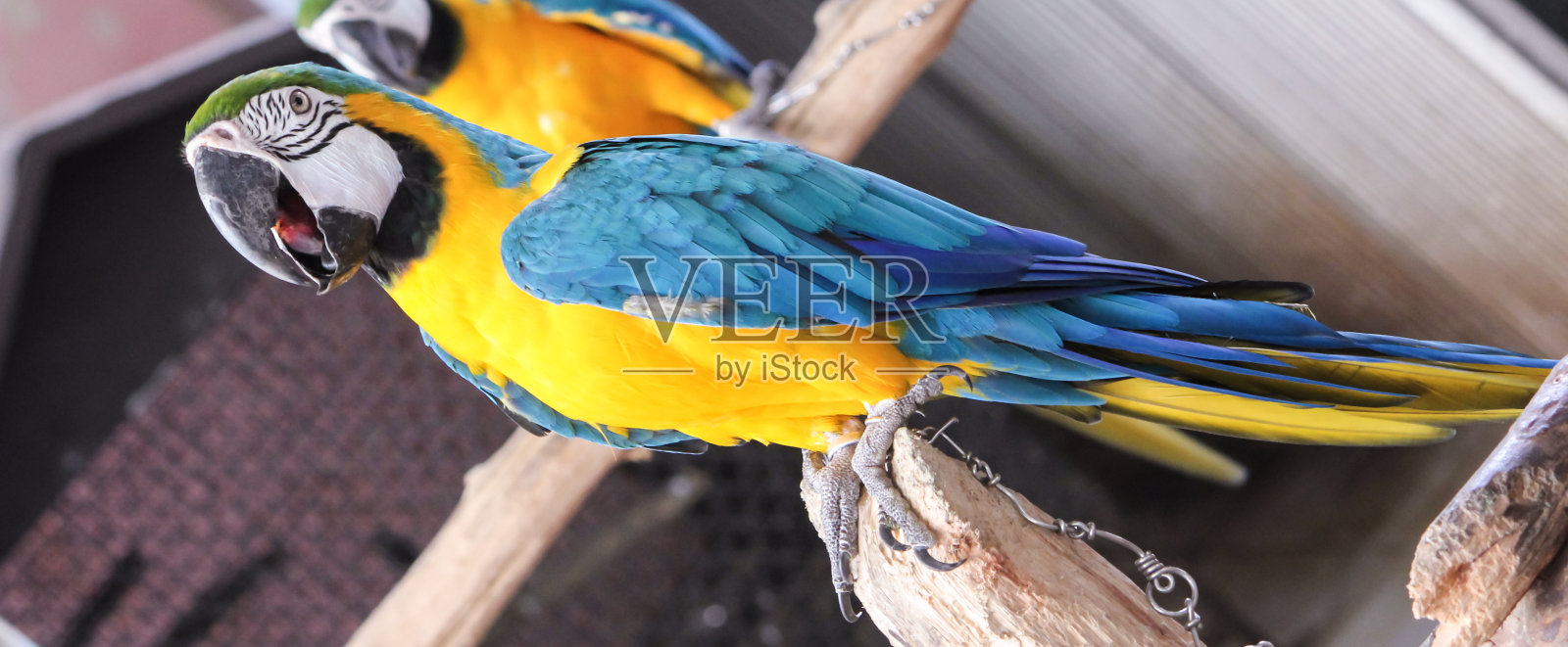 金刚鹦鹉照片摄影图片