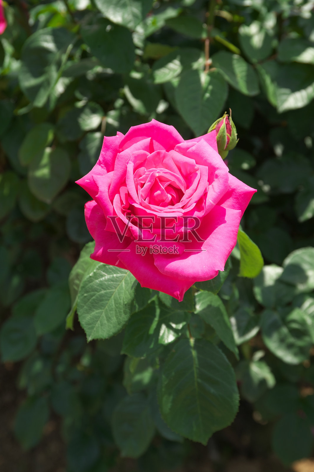 花照片摄影图片