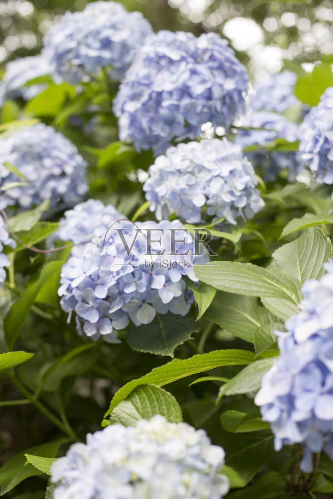 绣球花照片摄影图片