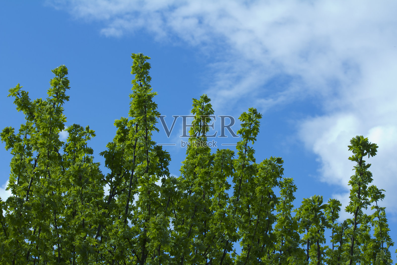 金合欢和天空照片摄影图片