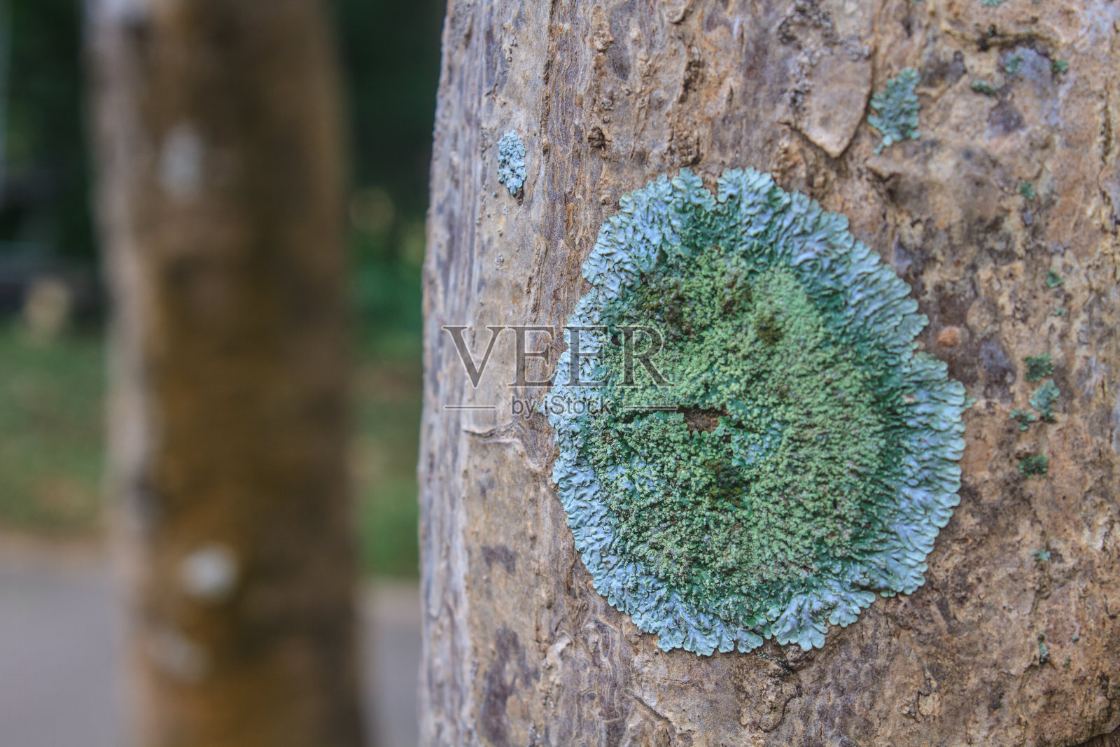 树干上覆盖着一层地衣照片摄影图片