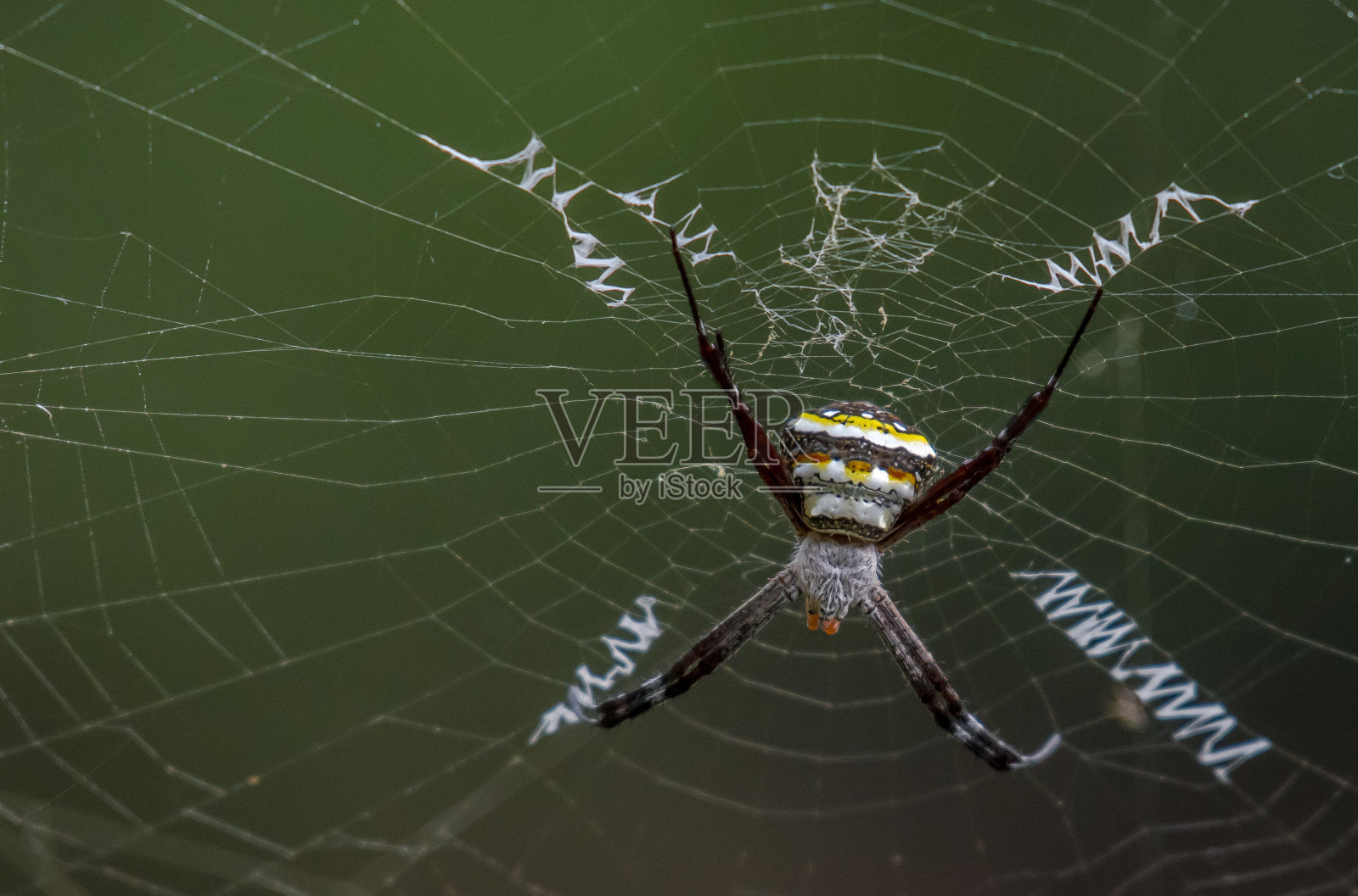 孟买Vashi Creek的签名蜘蛛或Argiope anasuja照片摄影图片