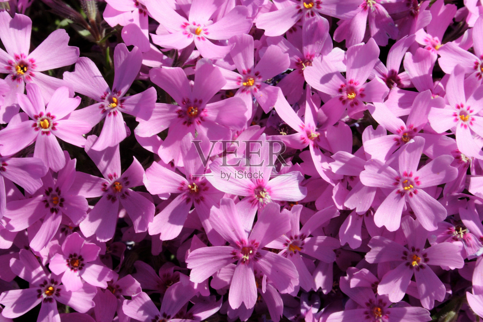 花园里有粉红色的花照片摄影图片