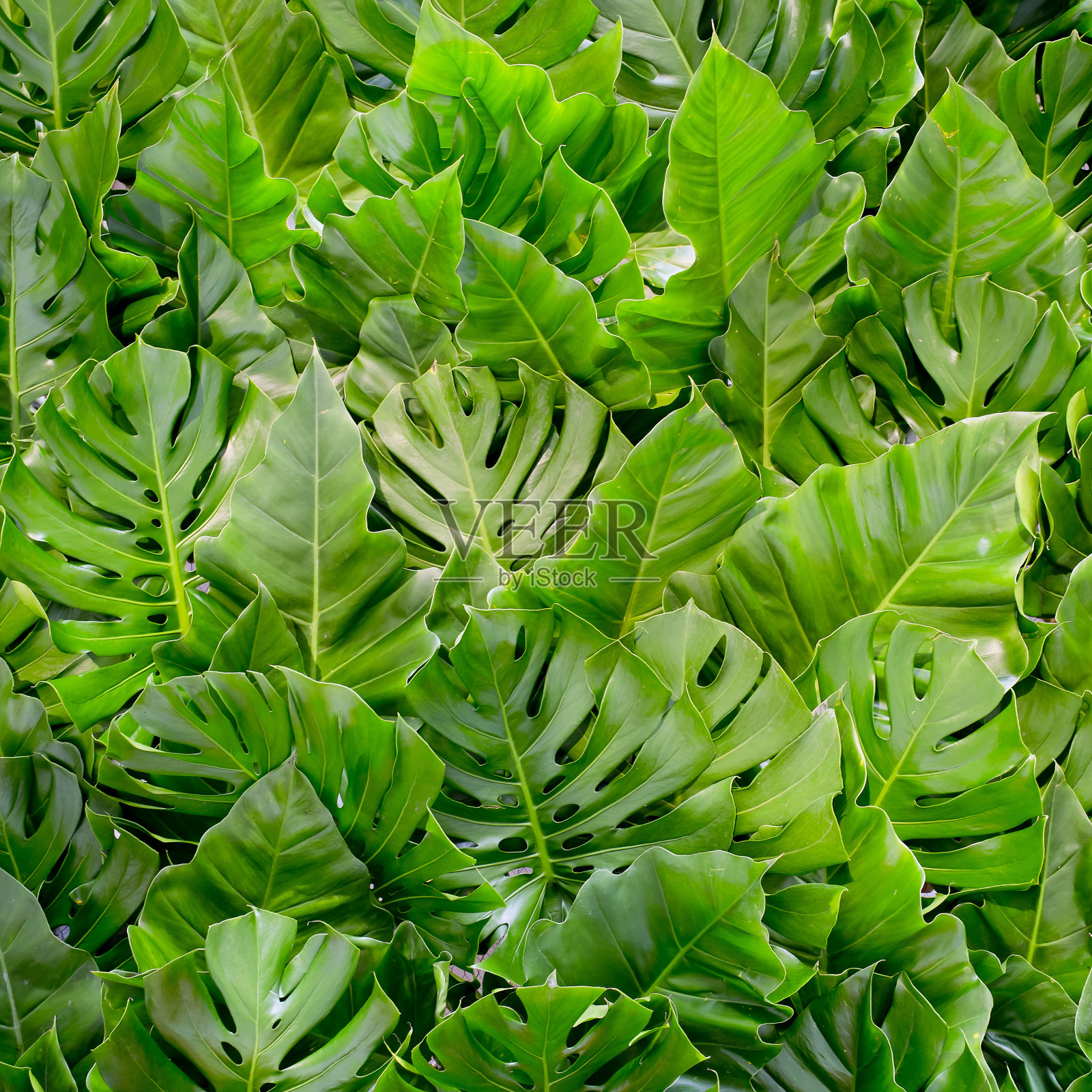 大绿叶背景照片摄影图片