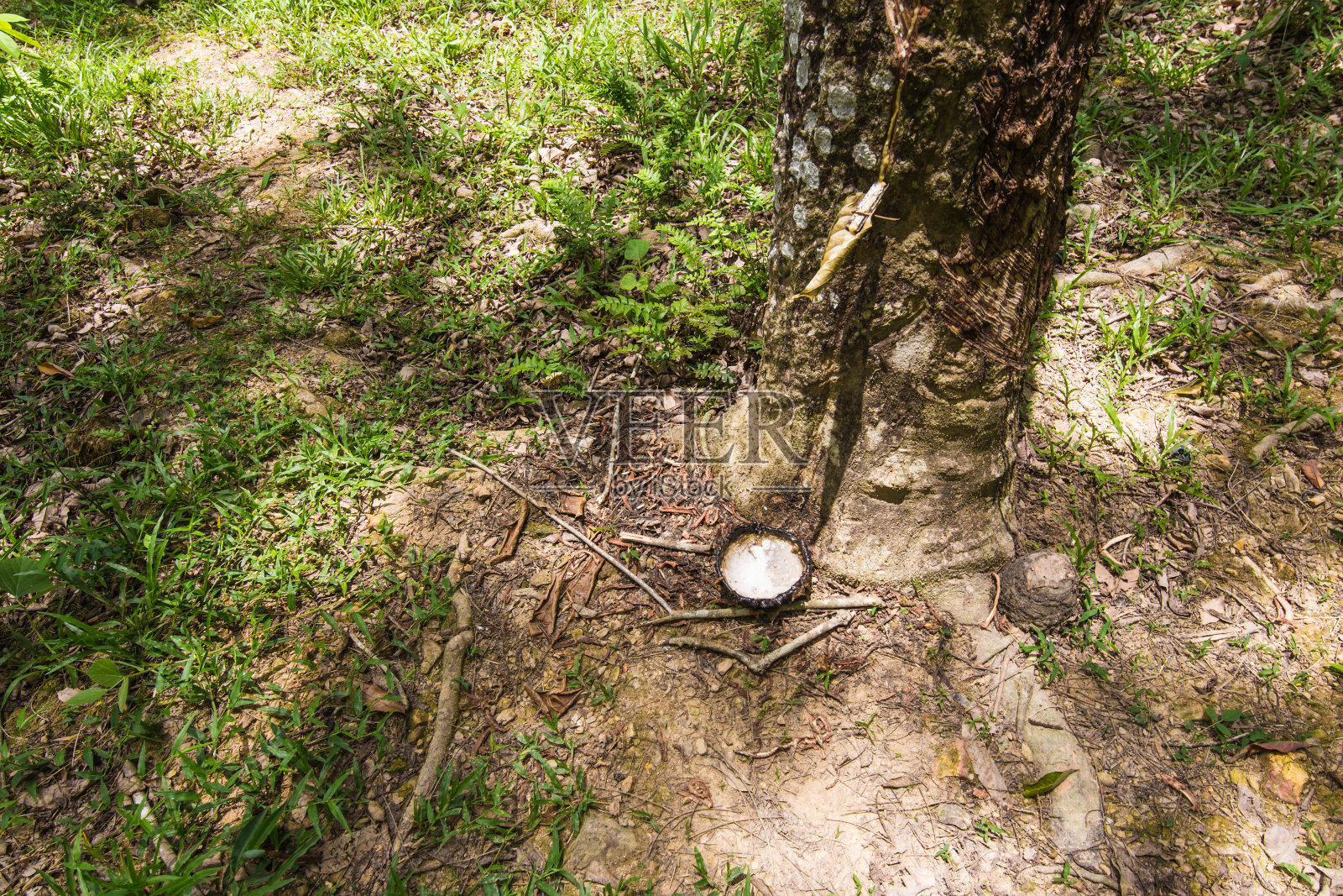 橡胶树上的生橡胶。照片摄影图片