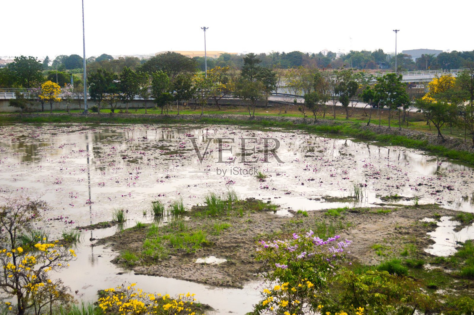 荷塘照片摄影图片