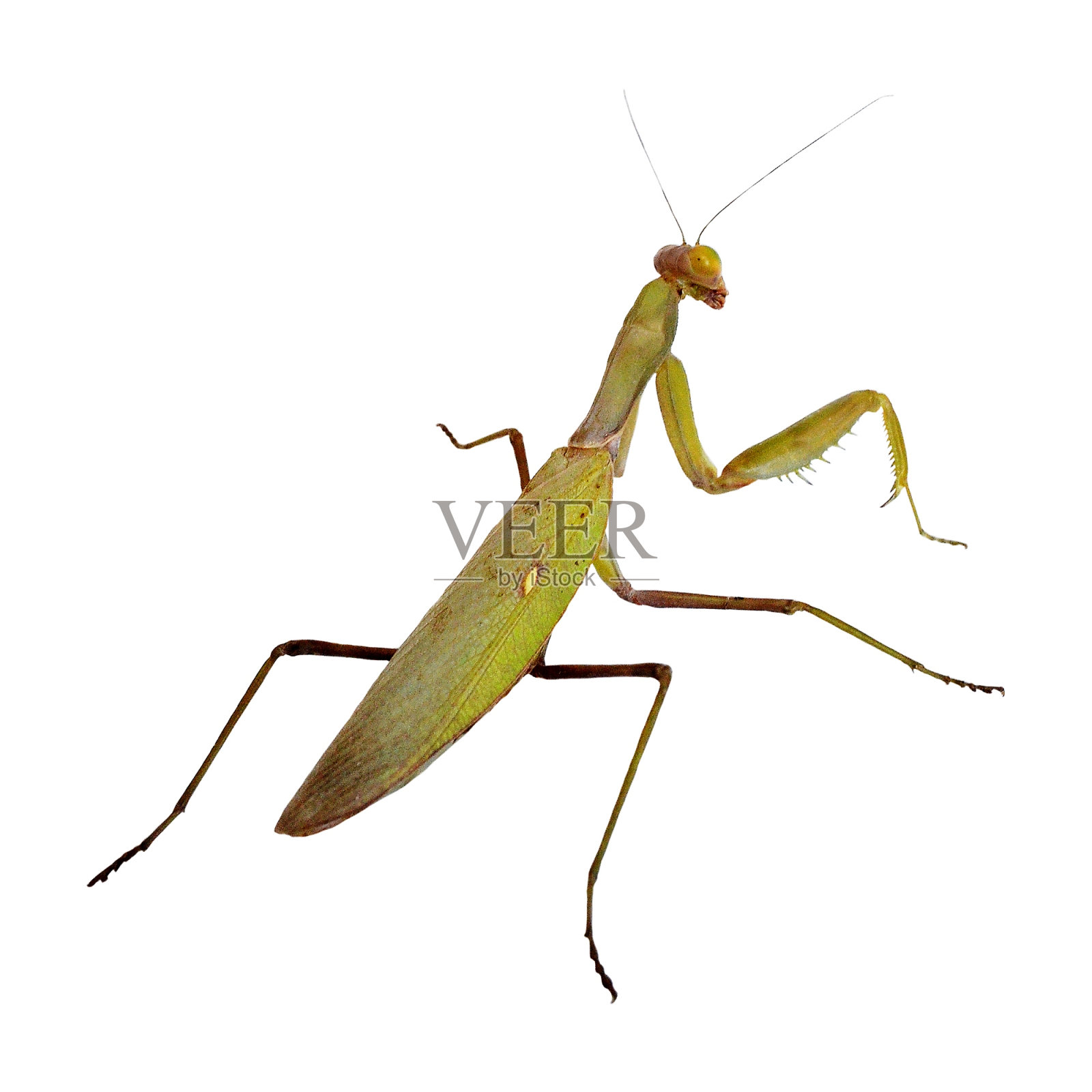 螳螂,普通或宗教螳螂照片摄影图片