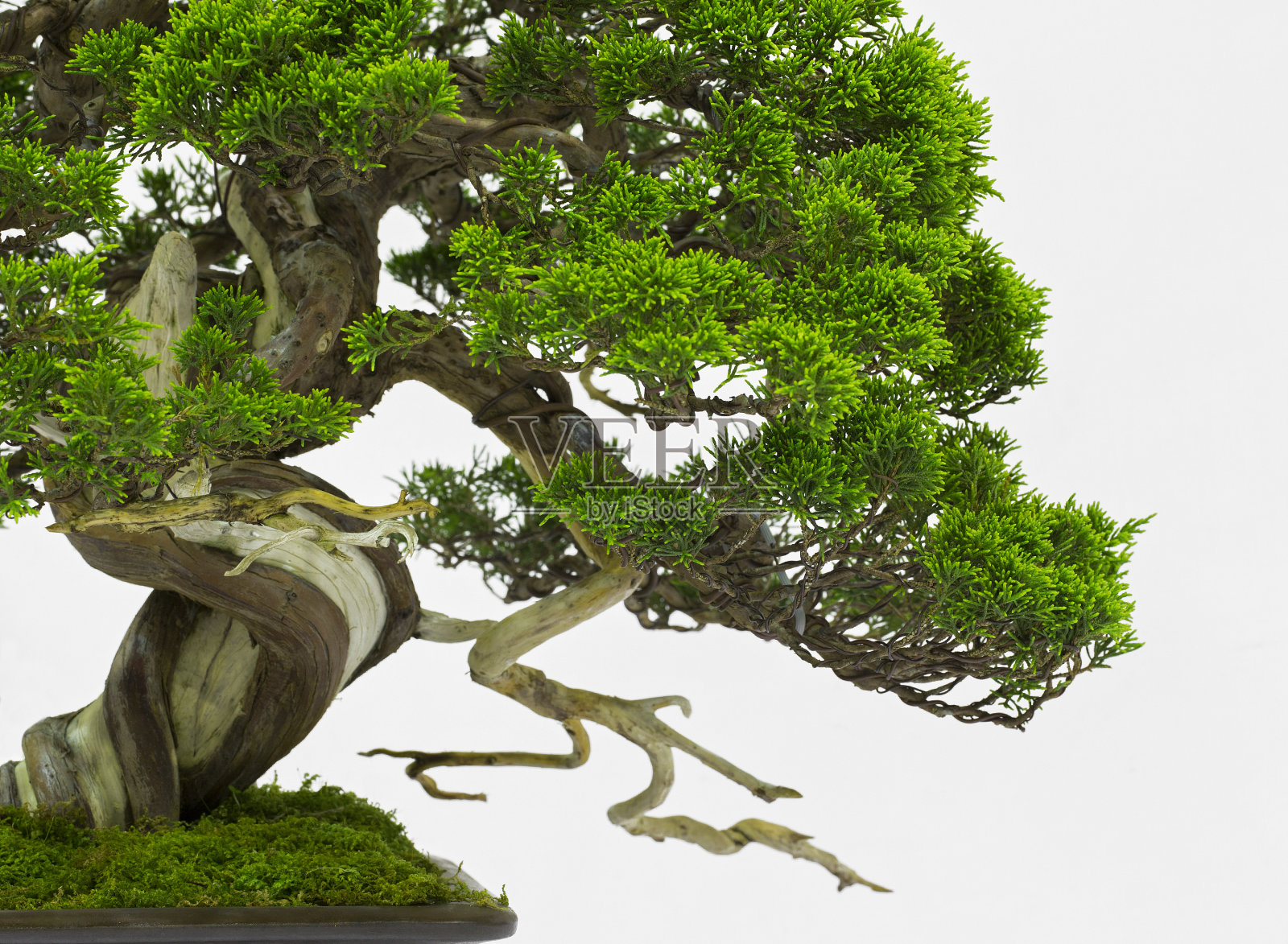 盆景松树倚着一堵白墙照片摄影图片