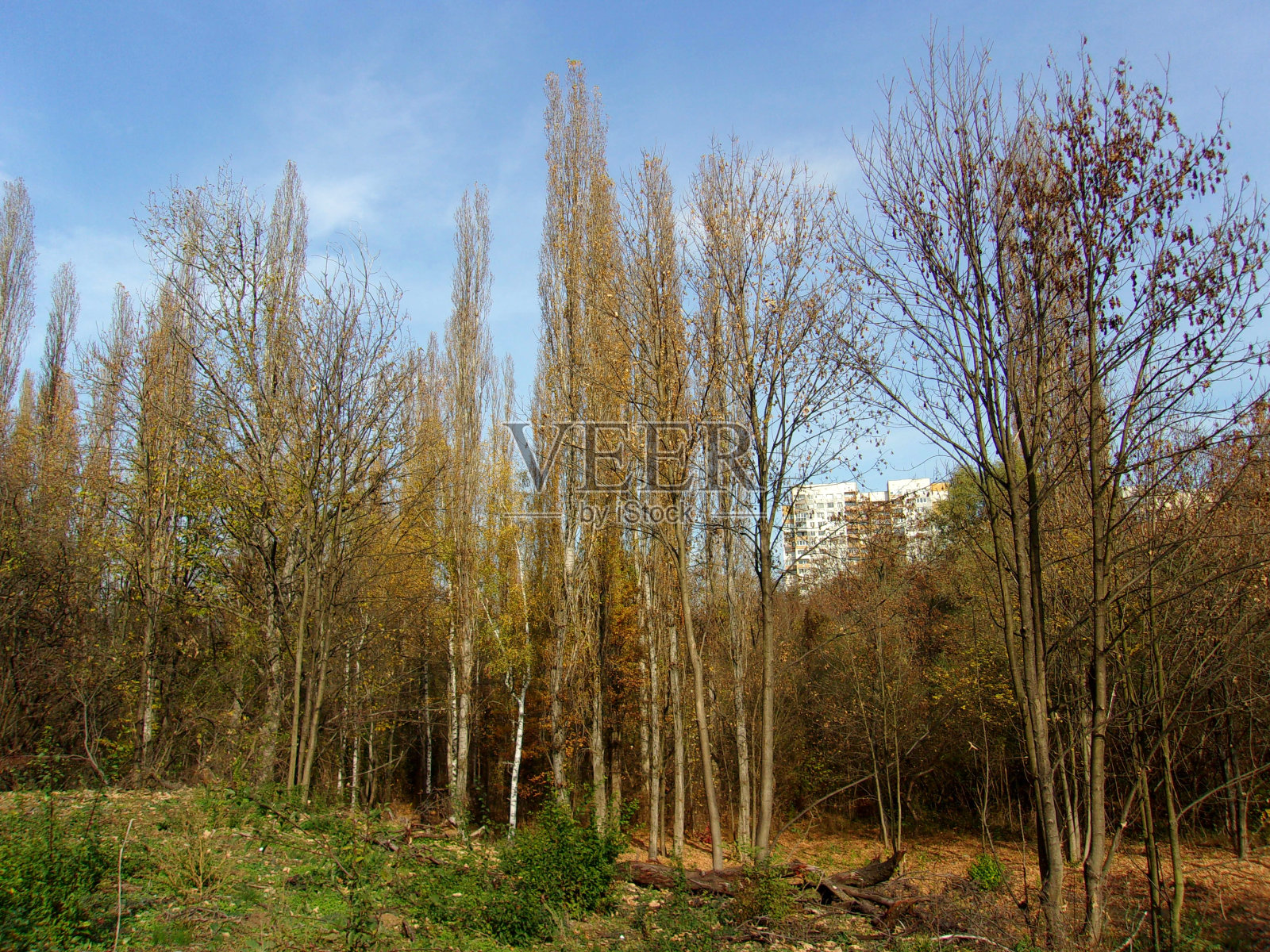 722-城市自然公园树木照片摄影图片