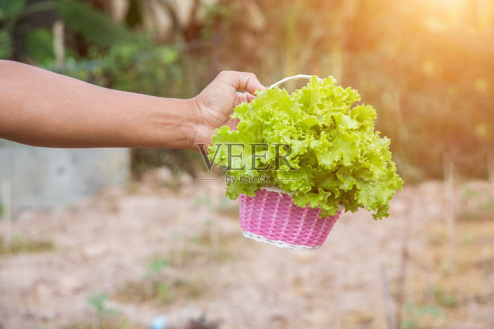 家园莴苣照片摄影图片