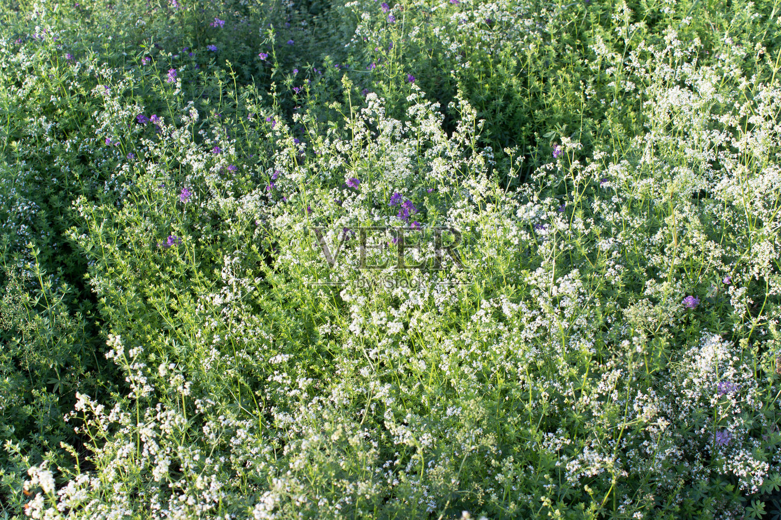 以阳光下的草地和花田为背景照片摄影图片