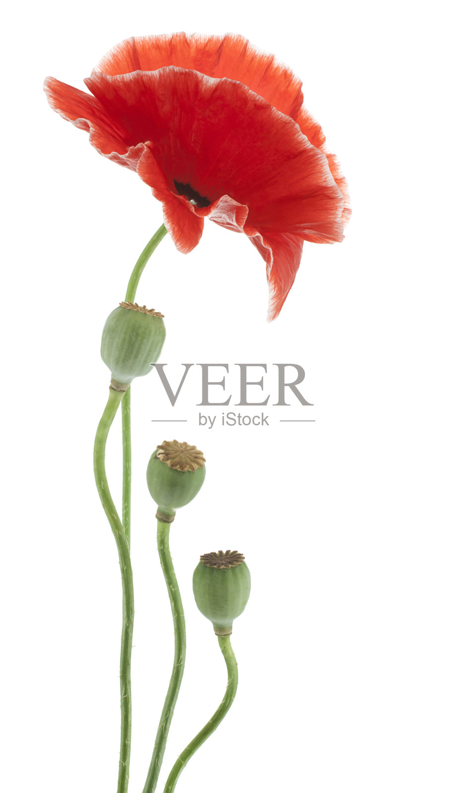 罂粟照片摄影图片