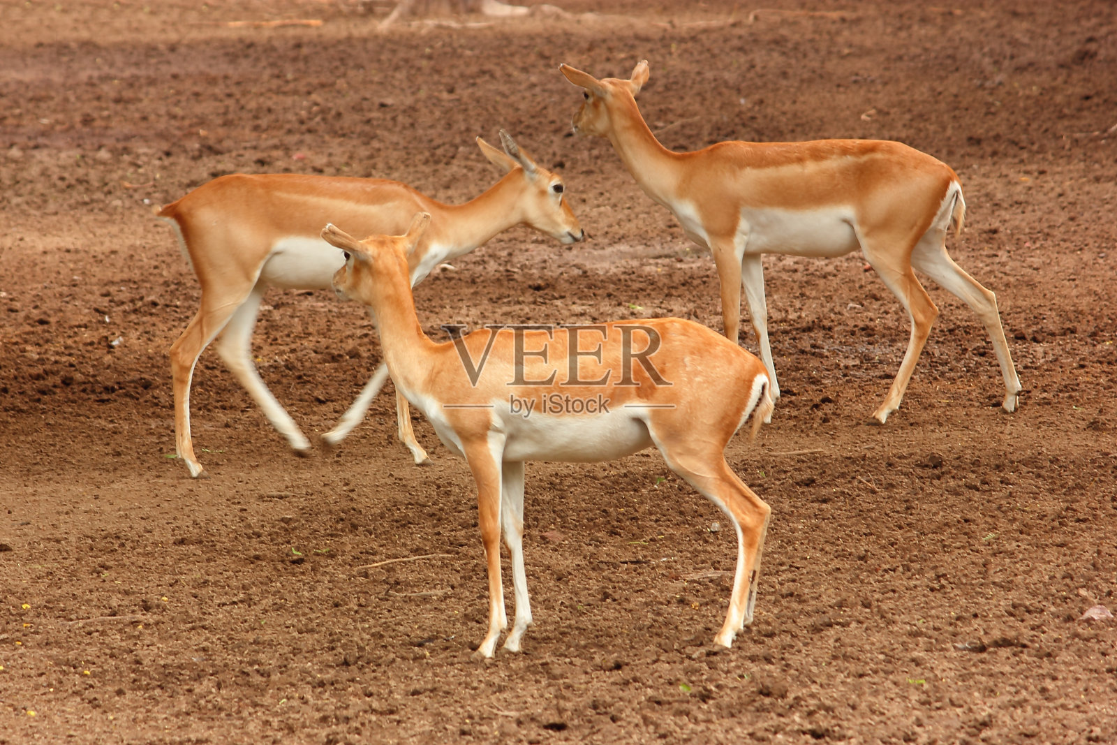 三个鹿照片摄影图片