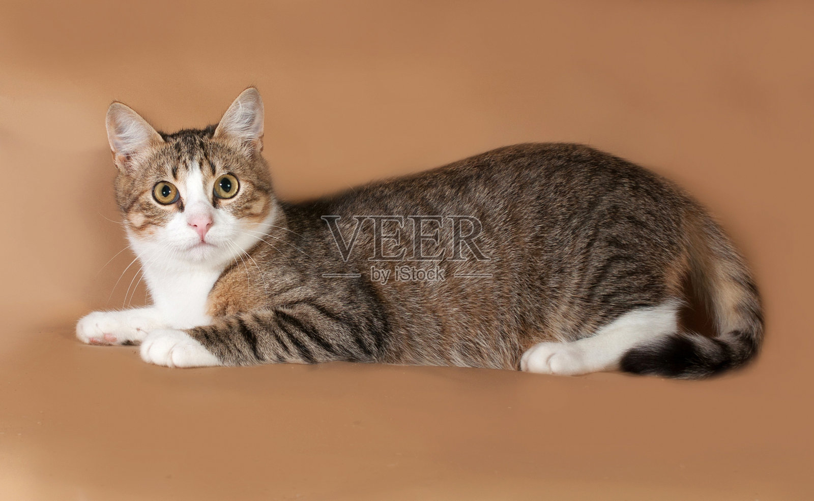 斑猫和白猫躺在棕色上照片摄影图片