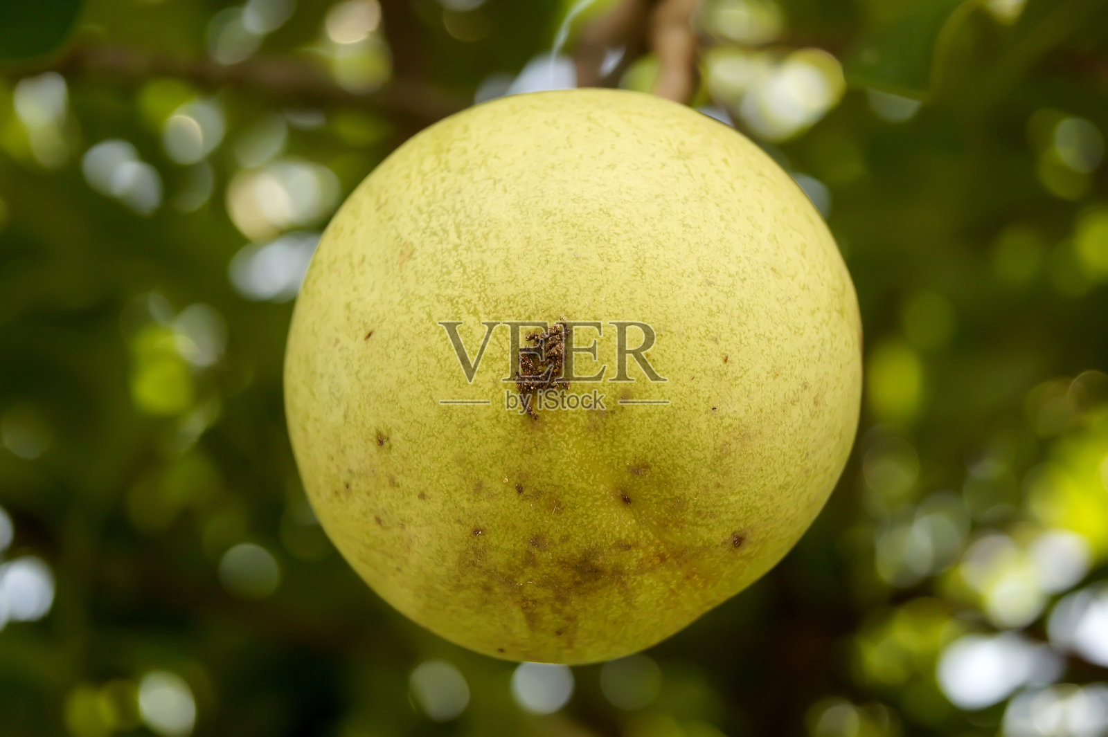 绿色的水果在树上照片摄影图片