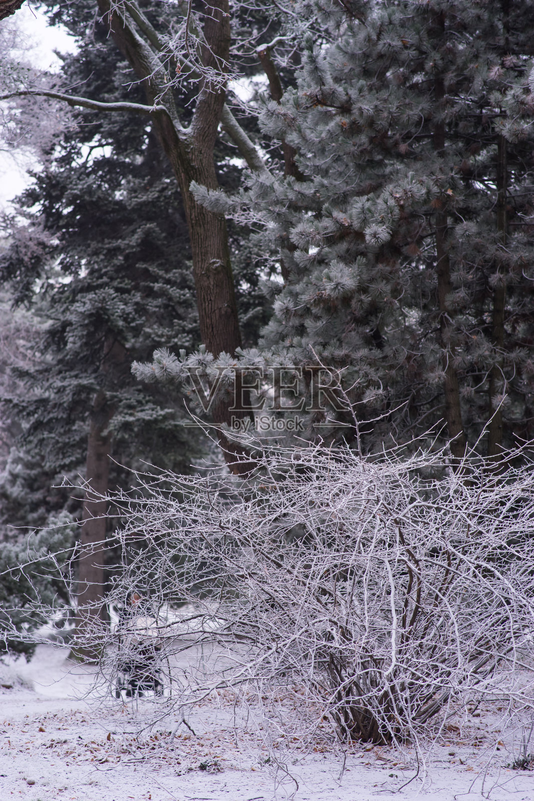 维也纳植物园冬天的大自然照片摄影图片