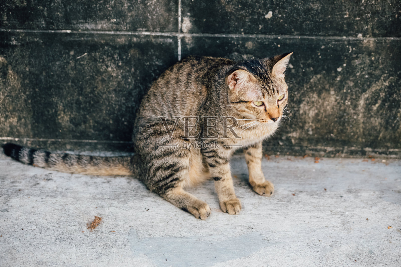 当地/无家可归/遗弃的猫在村庄照片摄影图片