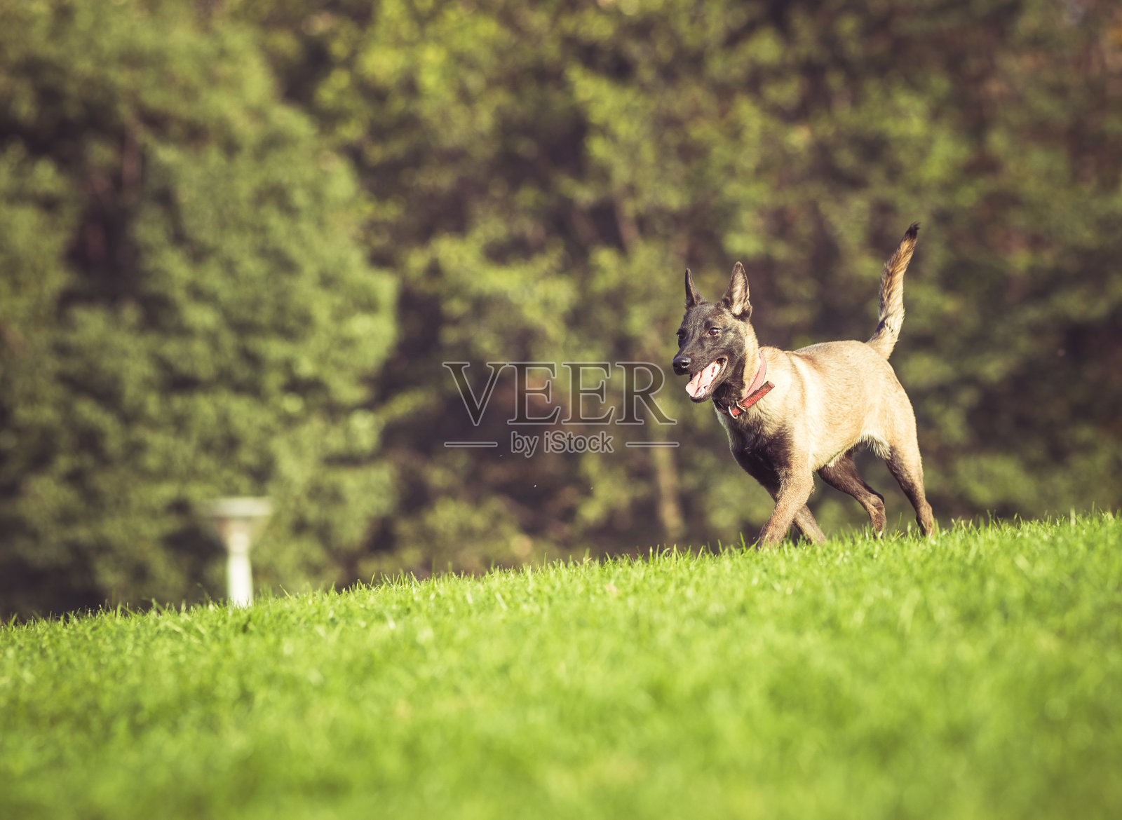 快乐的宠物狗在草地上玩耍照片摄影图片