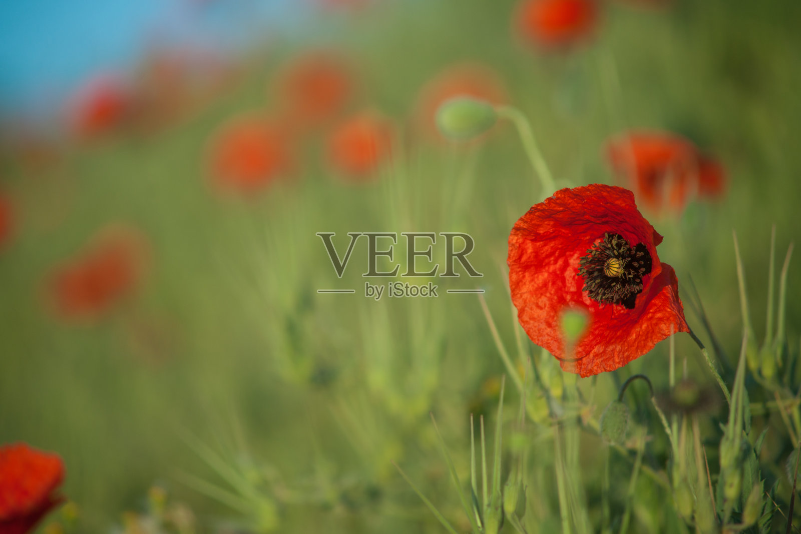 玉米地罂粟花照片摄影图片