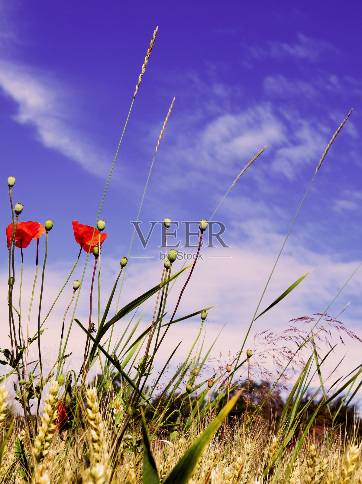 谷物用地照片摄影图片