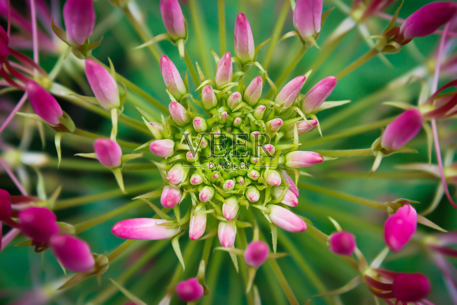 花照片摄影图片