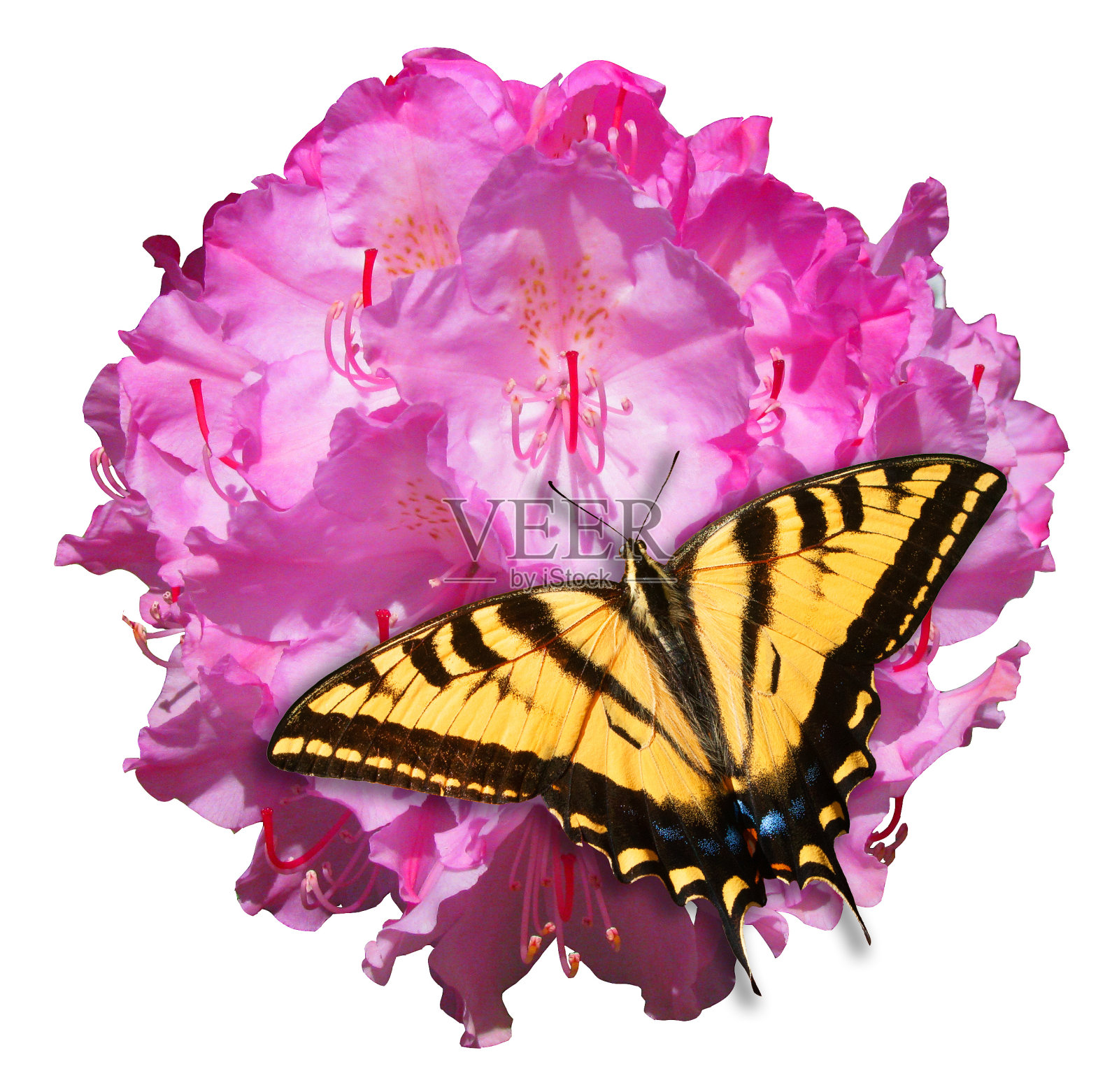 蝴蝶与花的分离照片摄影图片