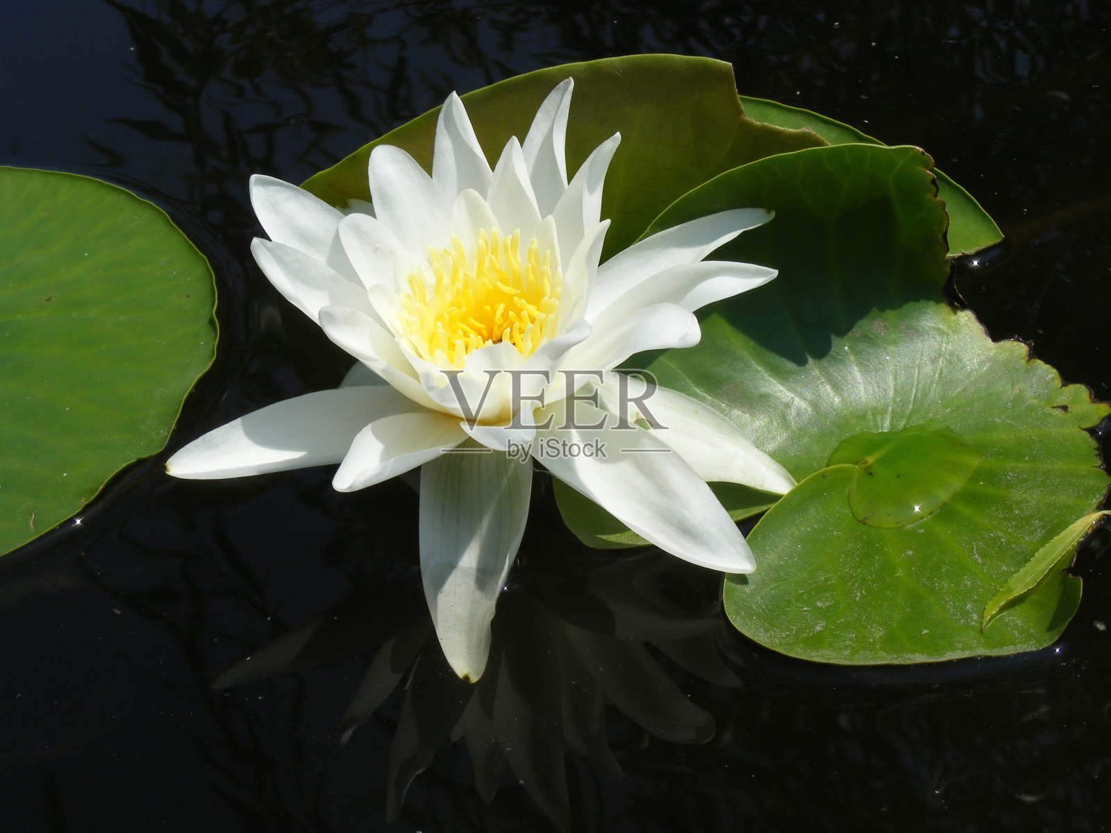 睡莲照片摄影图片