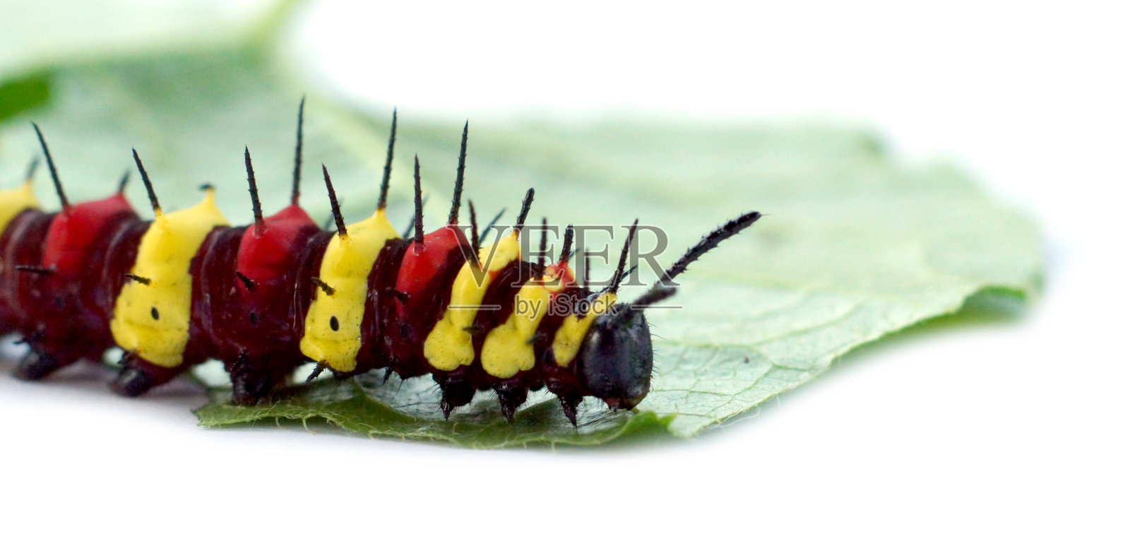 豹花边 (塞托西亚 · 西安 · 尤安特斯)照片摄影图片