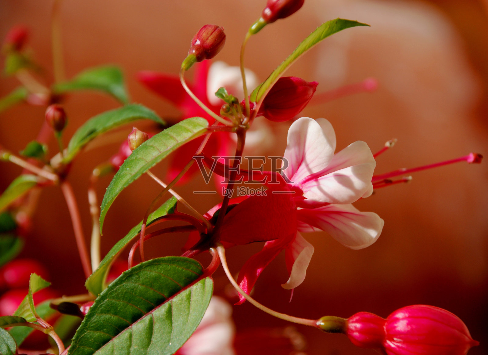 梅红照片摄影图片