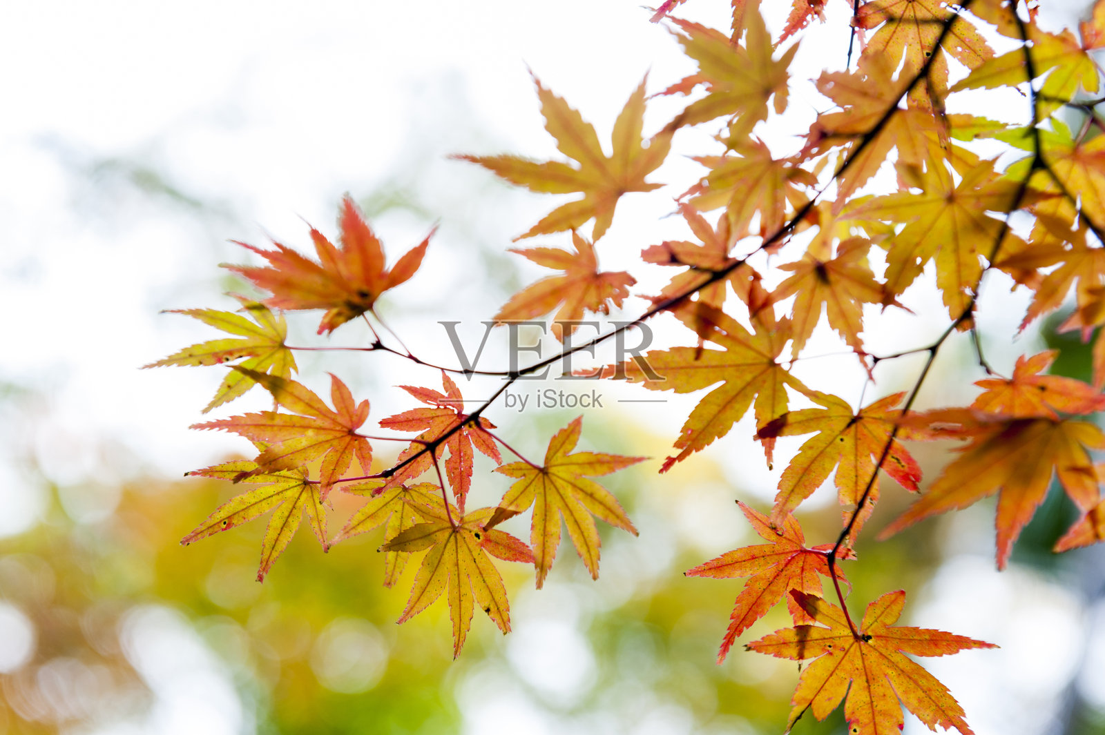 金色的日本枫叶在秋天的京都,日本照片摄影图片