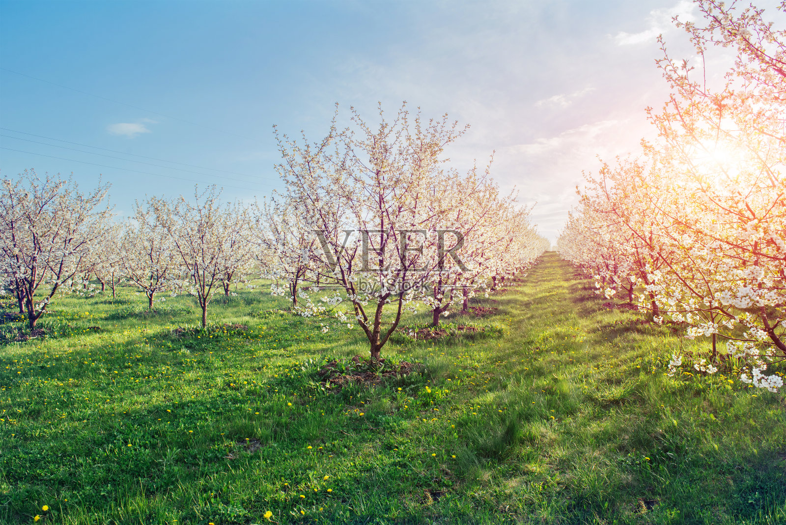 阳光穿过盛开的树枝。照片摄影图片