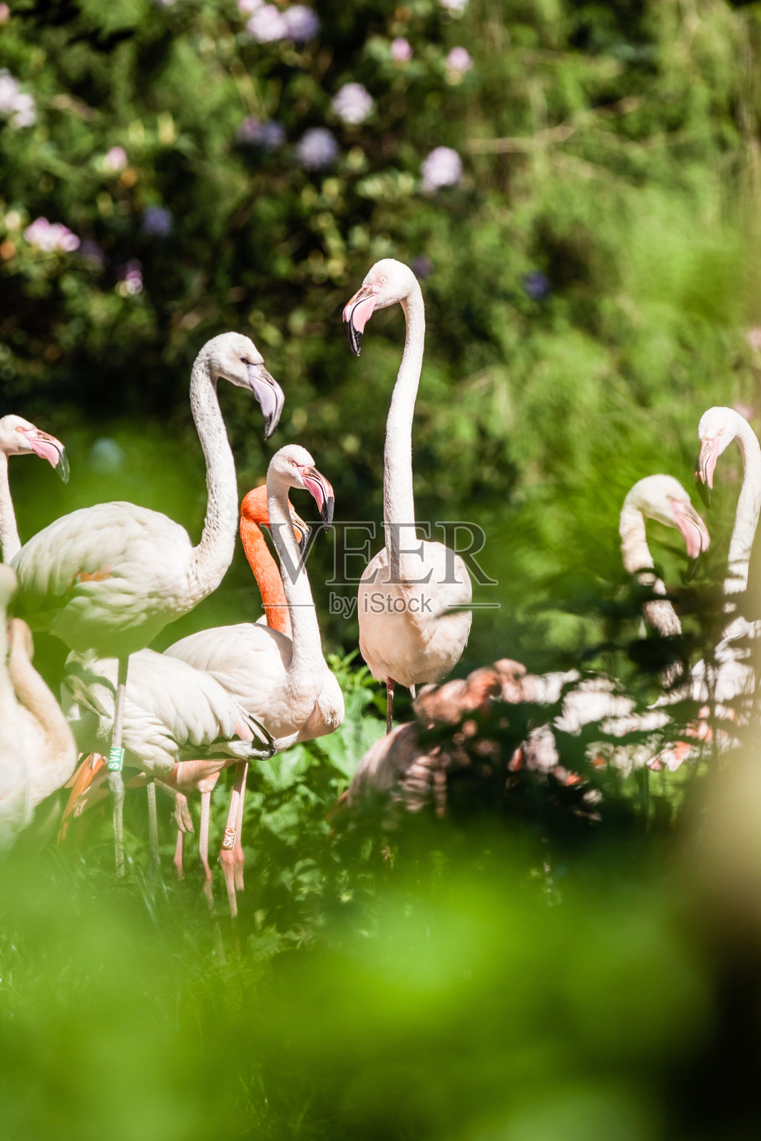 火烈鸟照片摄影图片