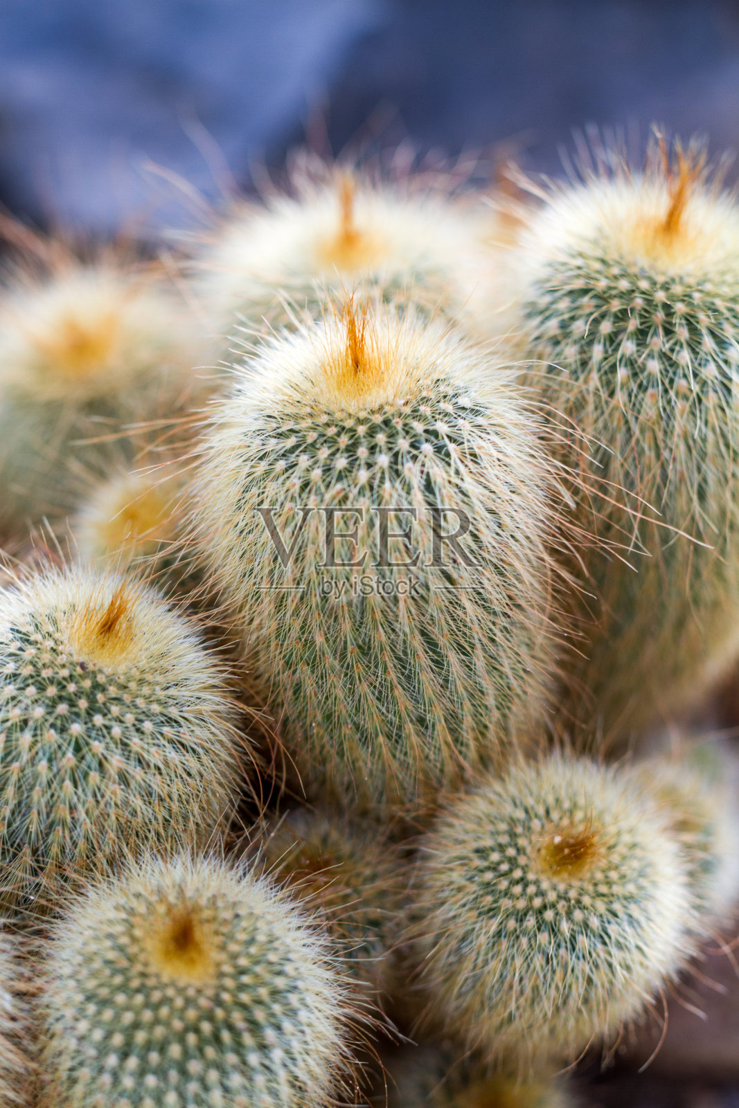 仙人掌照片摄影图片