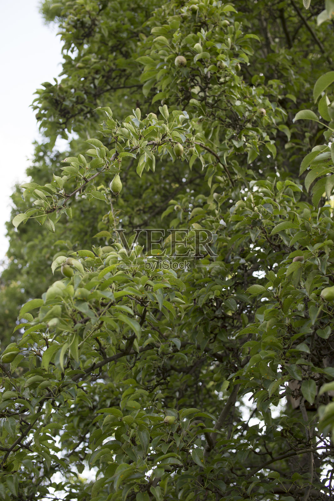 梨照片摄影图片