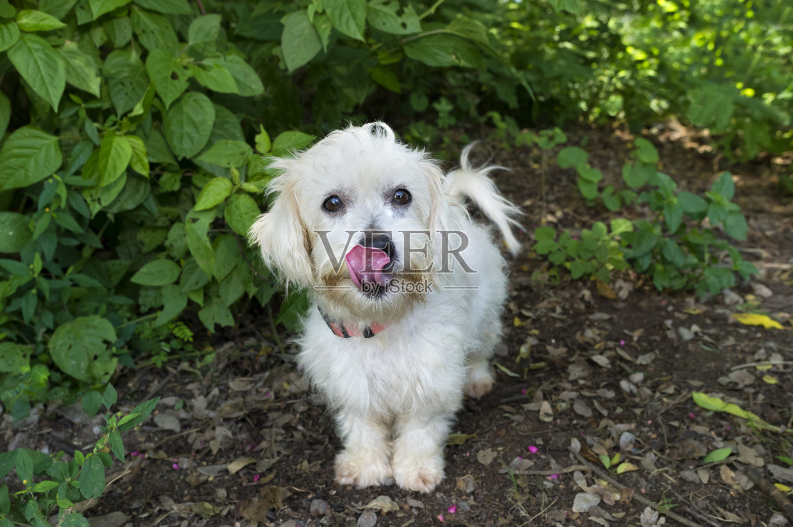 有趣的狗舌头照片摄影图片