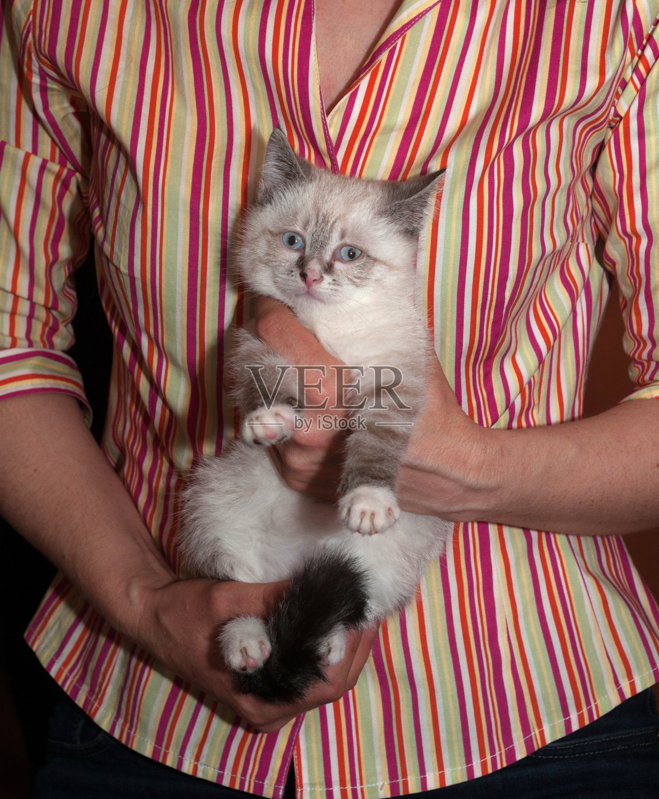 小毛茸茸的小猫海豹点照片摄影图片